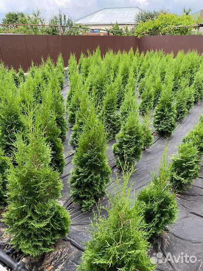 Туя колумна