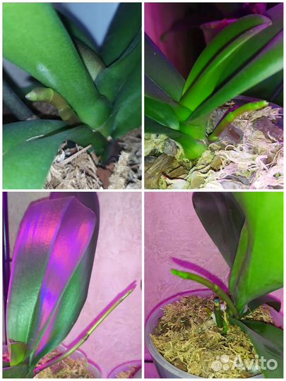 Орхидея фаленопсис