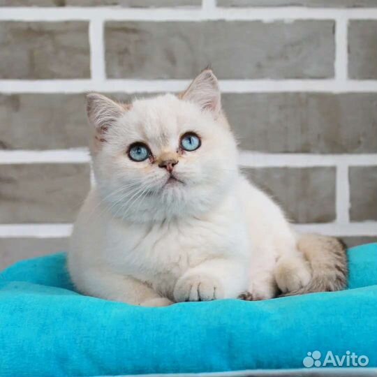 Британские котята