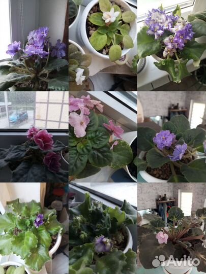 Листочки укорененные