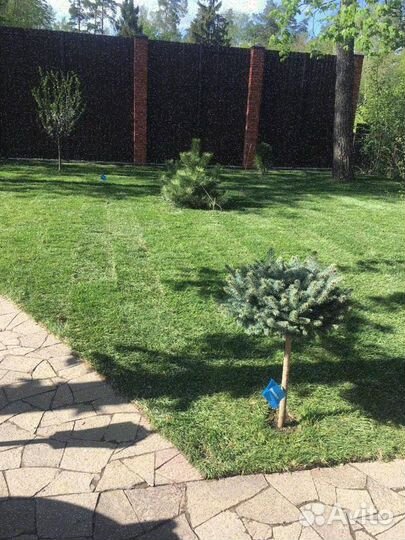 Продажа рулонного газона