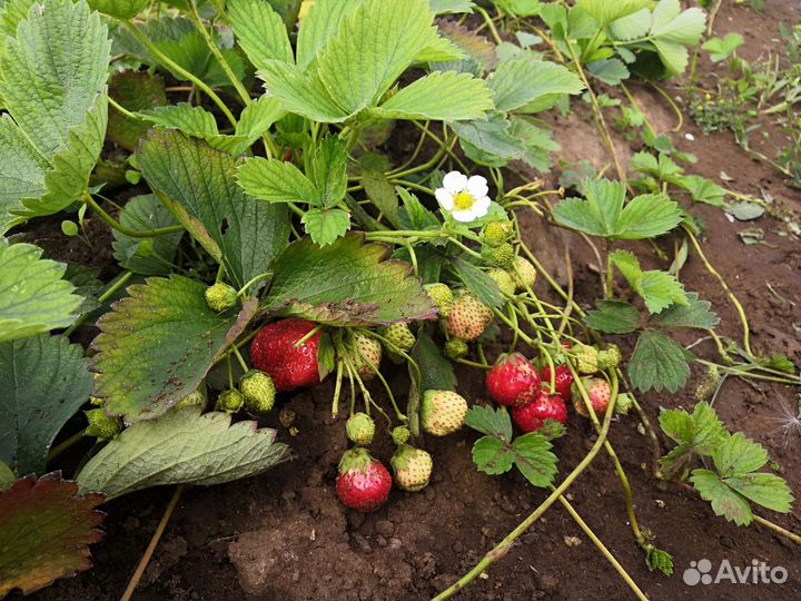 Рассада клубники разная