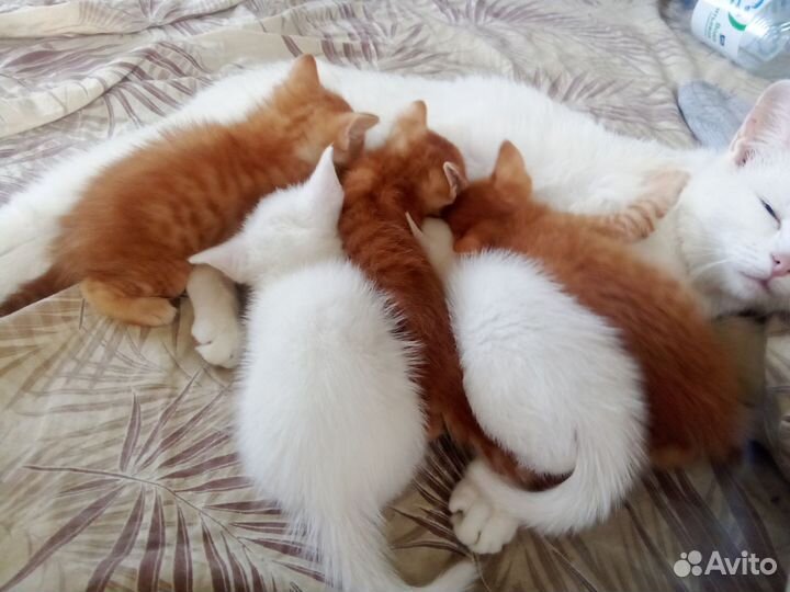 Котята отдам бесплатно