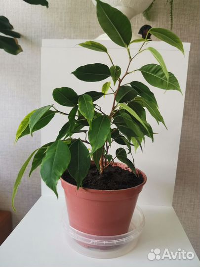 Фикус бенджамина