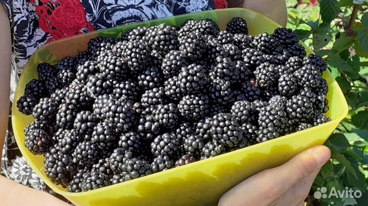 Ежевика,ежемалина, малина,крыжовник,смородина