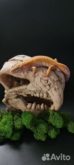 Ящерица эублефар