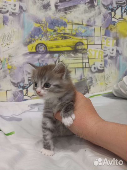 Кошка в дар бесплатно