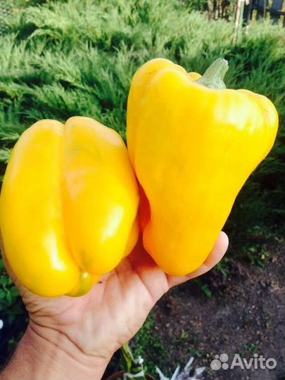 Семена элитного перца сортового