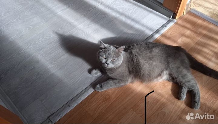 Британские котята