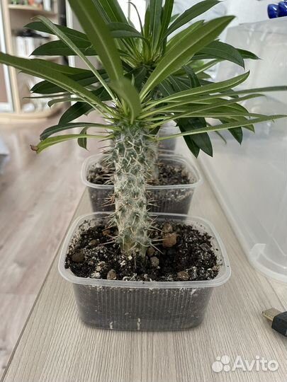 Похиподиум