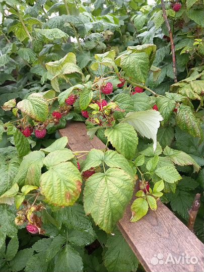 Саженцы малины