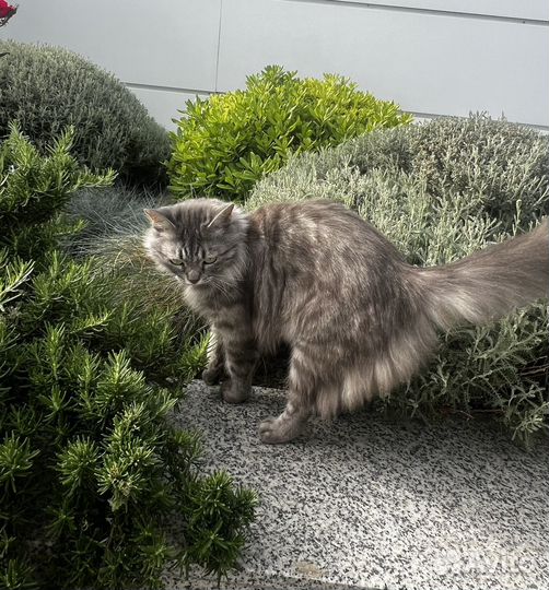 Кошечка в добрые руки