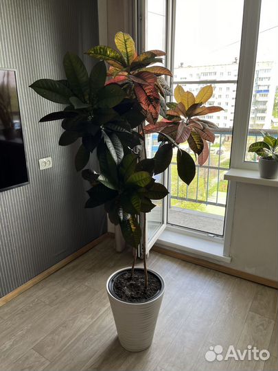 Кротон