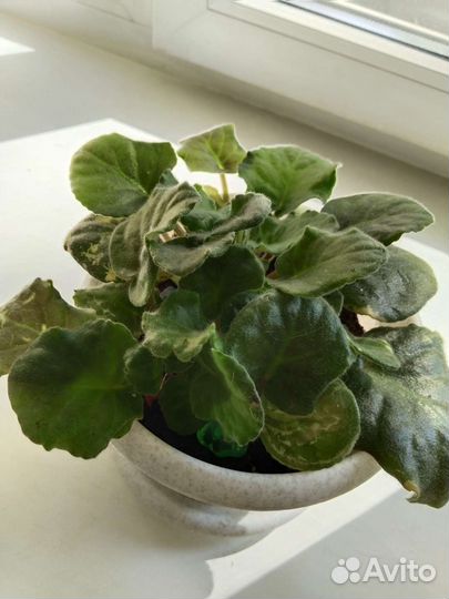 Фиалка в горшке