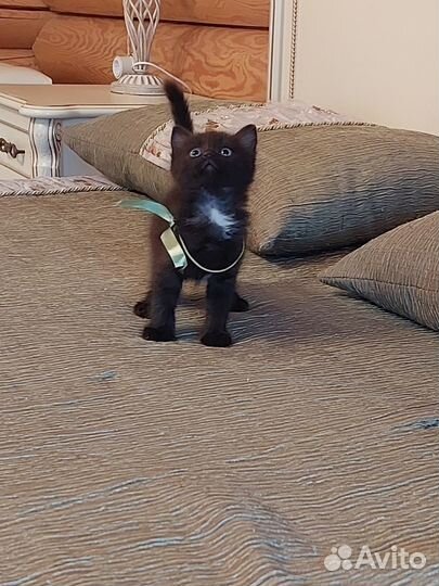 Котики в добрые руки