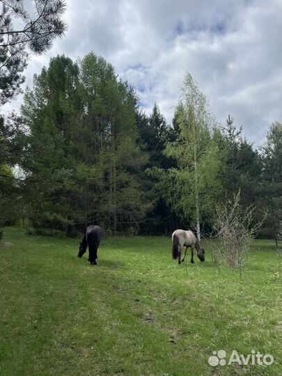 Конные прогулки, прокат лошадей, иппотерапия