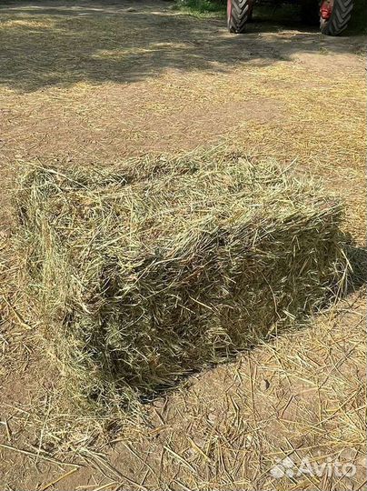 Сено кубики