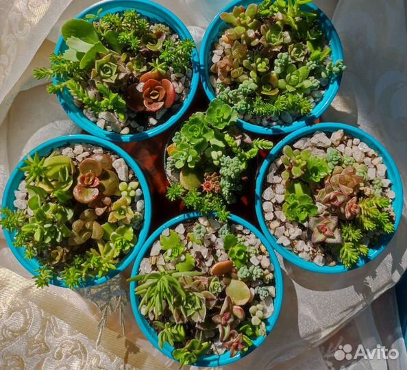 Суккуленты наборы, флорариумы, садики подарочные