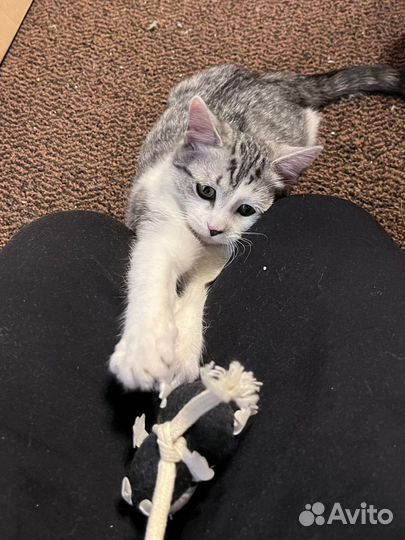 Кошка