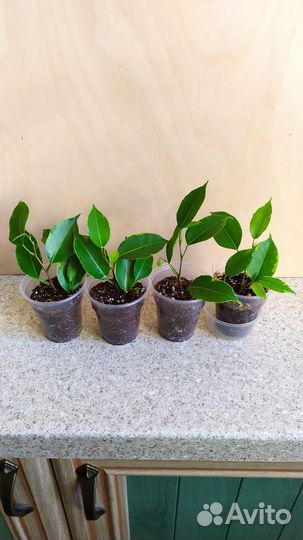 Фикусы разные