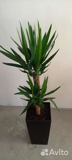 Юкка пальма 2 ствола