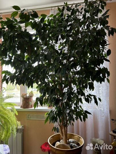 Фикус бенджамина большой