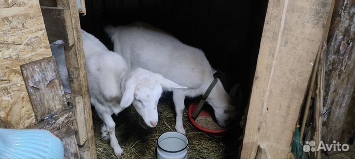 Коза дойная молочная