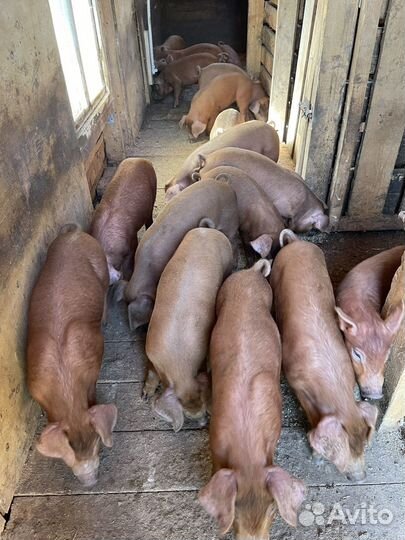 Поросята дюрок