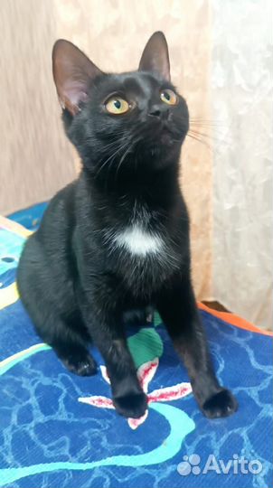 Кошка
