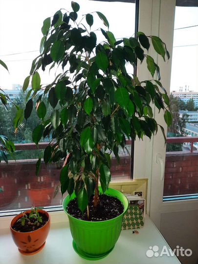 Фикус бенджамина большой