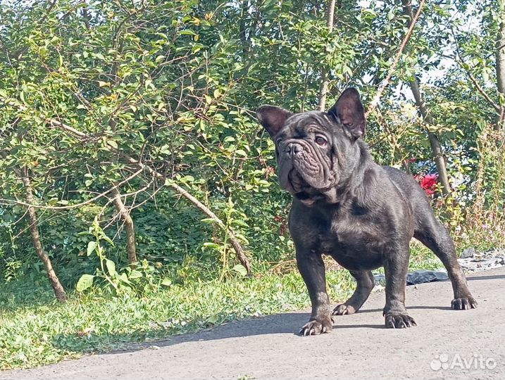 Французский бульдог вязка