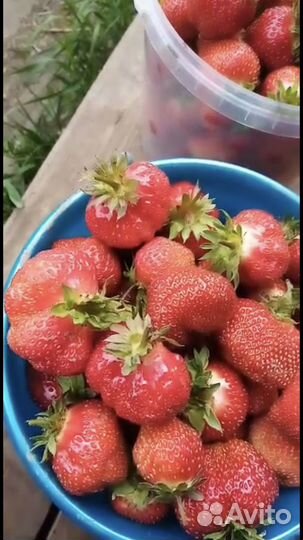 Саженцы клубники, малины, смородины, жимолости