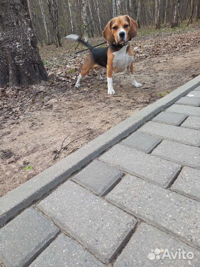 Вязка кобель бигль