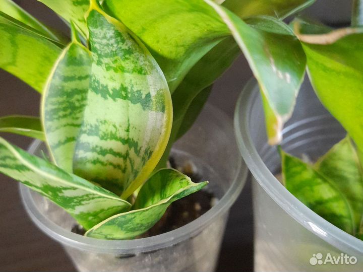 Сансевиерия ханни крем