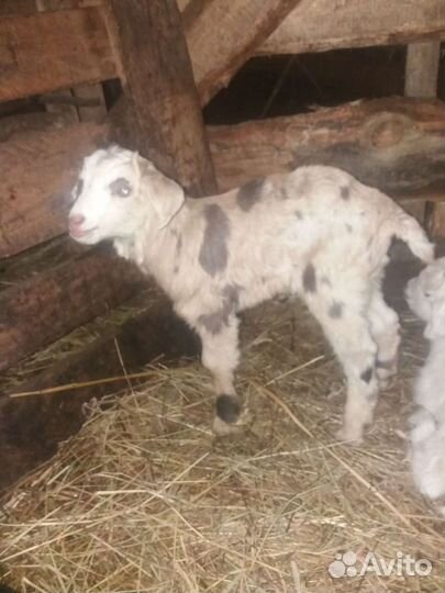Козлята от молочных коз, ламанчи,зааненки,нубийки