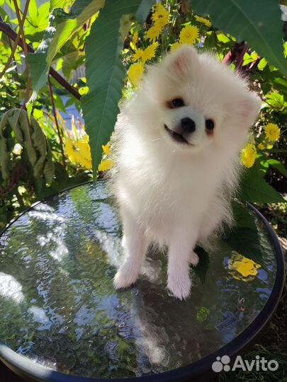 Белый померанец