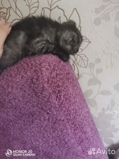 Продаю шотландских котят вислоухих