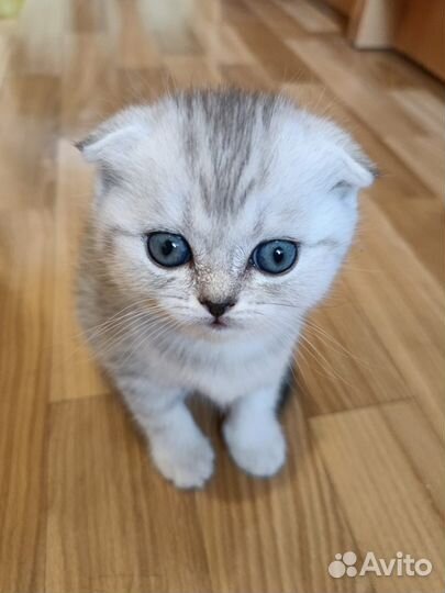 Шотландские котята