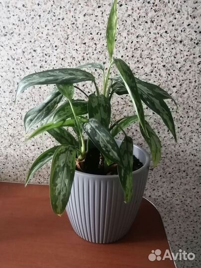 Аглаонема переменчивая