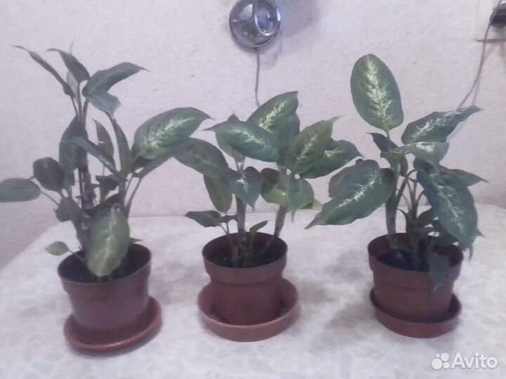 Диффенбахия Компакта