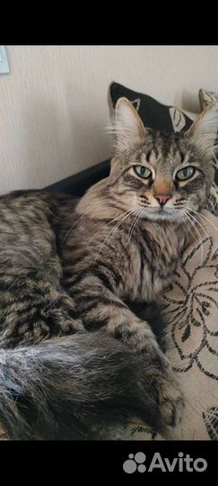 Потерялся котик