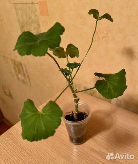 Пеларгония сортовая