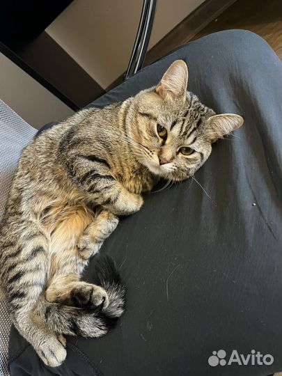 Котик ищет дом