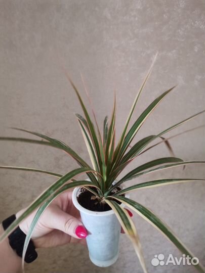 Драцена окаймленная, спатифиллум, бегония