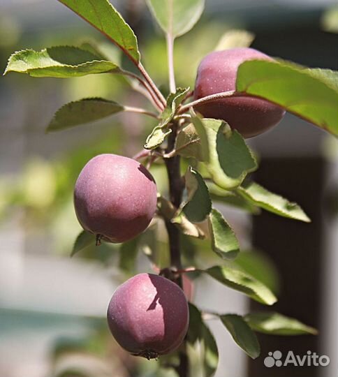 Саженцы плодовых деревьев