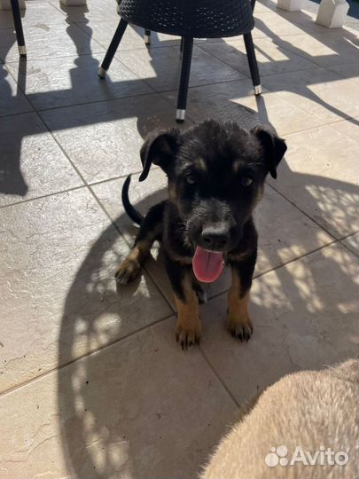 Щенок мальчик