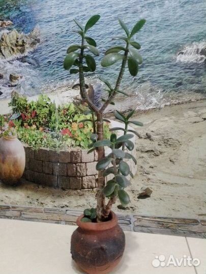 Денежное дерево