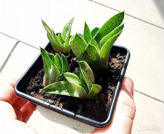 Суккуленты хавортия алоэ синнокрассула эхеверии