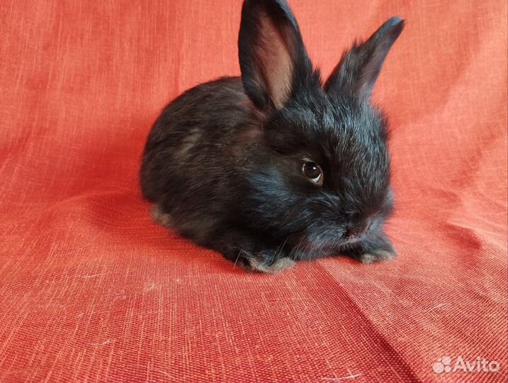 Кролики ангорские