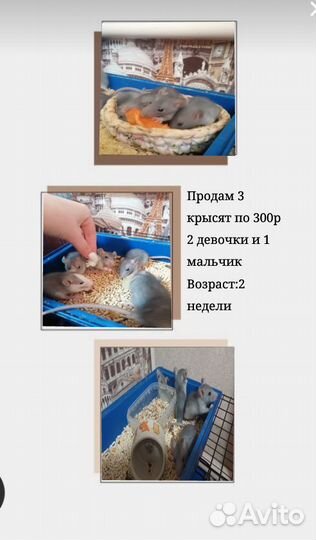 Крысята дамбо